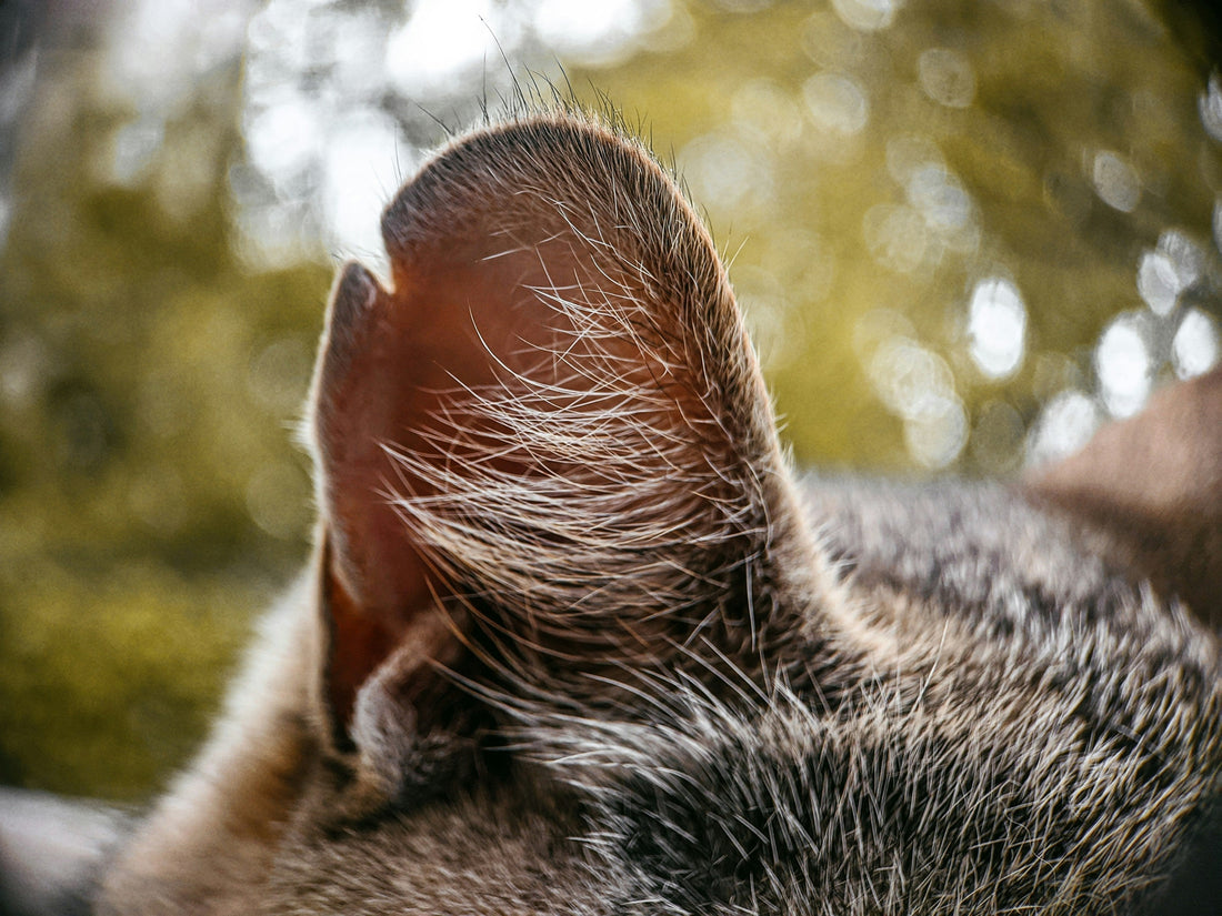 Köpek kulağı temizliği kulak bakımı rehberi