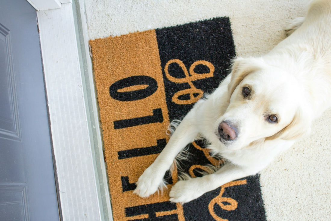 Yavru köpek sahibiyle ilk günde tanışıyor