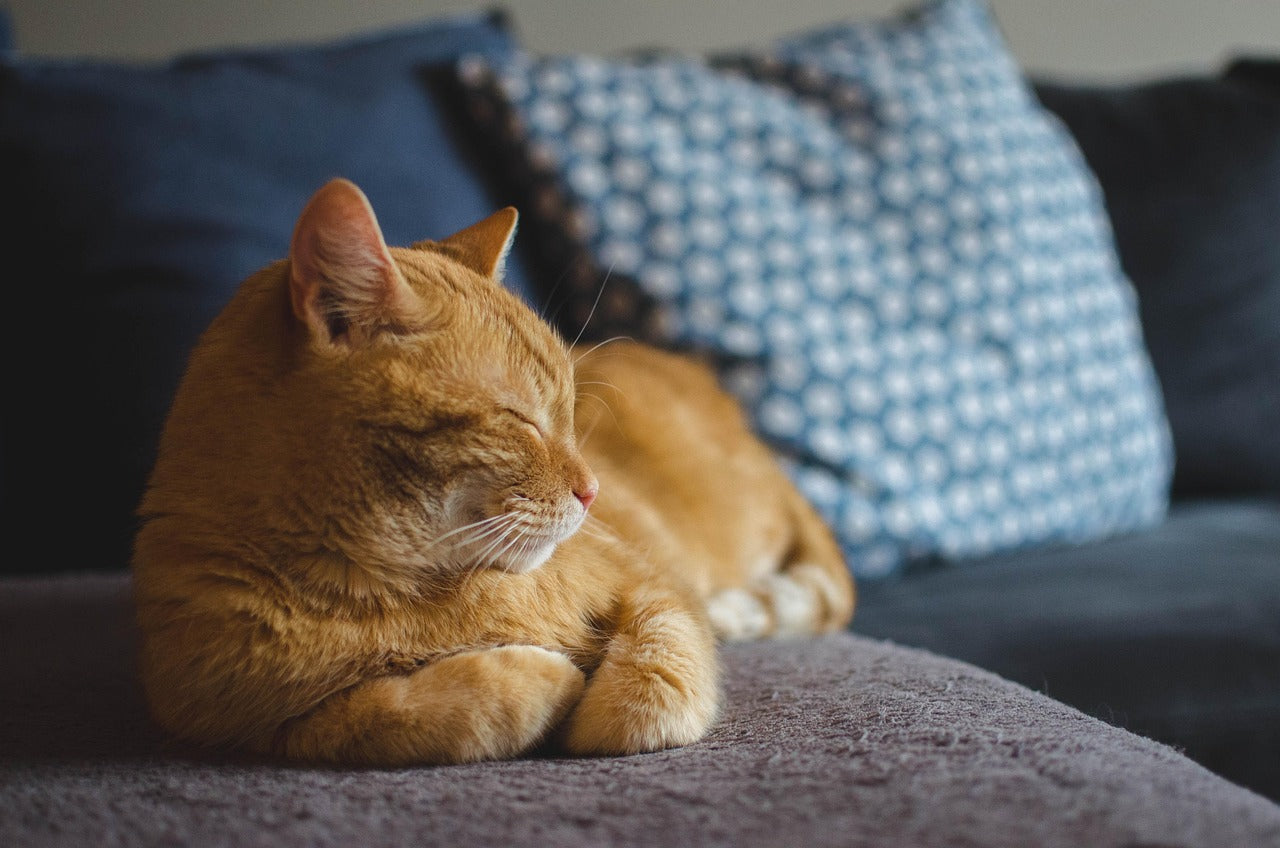 tatilde kedi bakımı evde bırakmak — pencere önünde oturan kedi