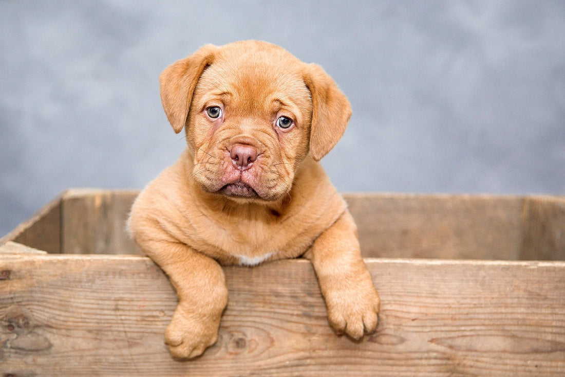 Köpeklerde Sıcak Çarpması: Belirtiler, İlk Yardım ve Önleme Rehberi
