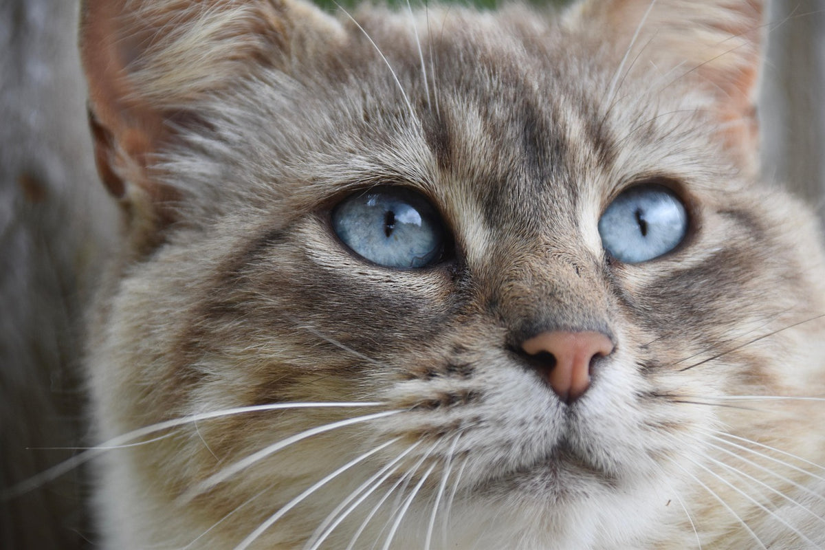 kedi tüy dökümü engelleme için tarama yapan kişi
