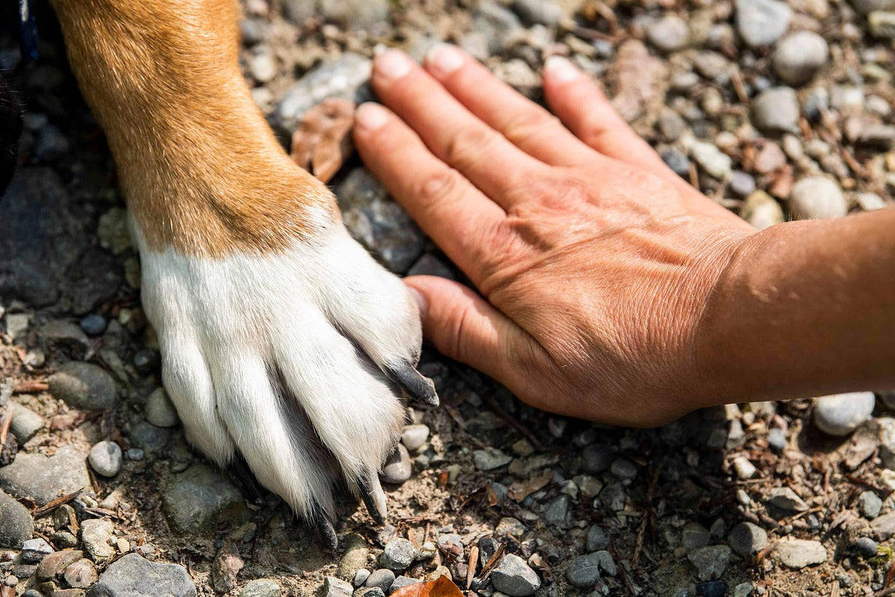 köpek pati yanması sıcak asfalt tehlikesi yaz