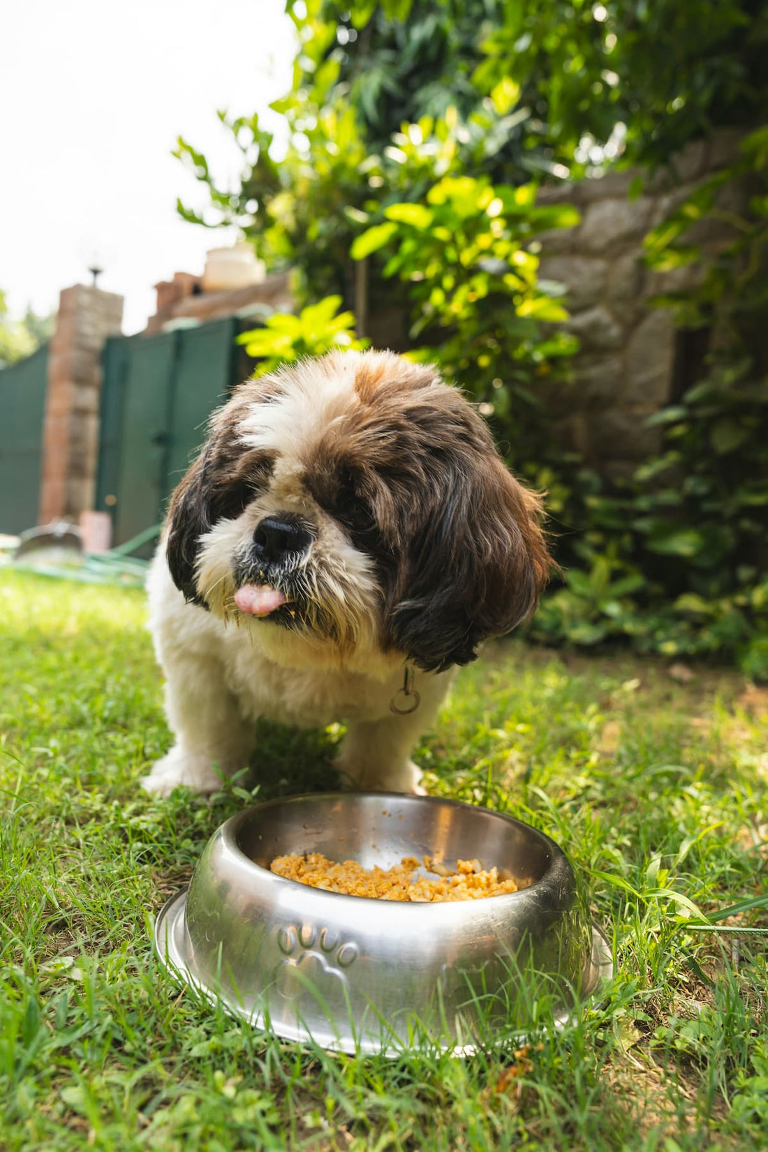 Köpek mama kabının önünde oturuyor