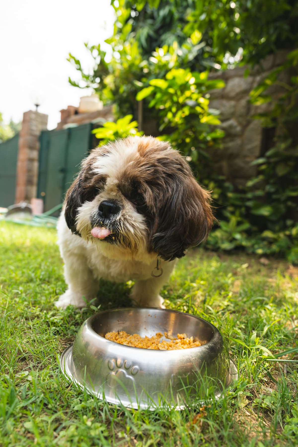 Köpek mama kabının önünde oturuyor