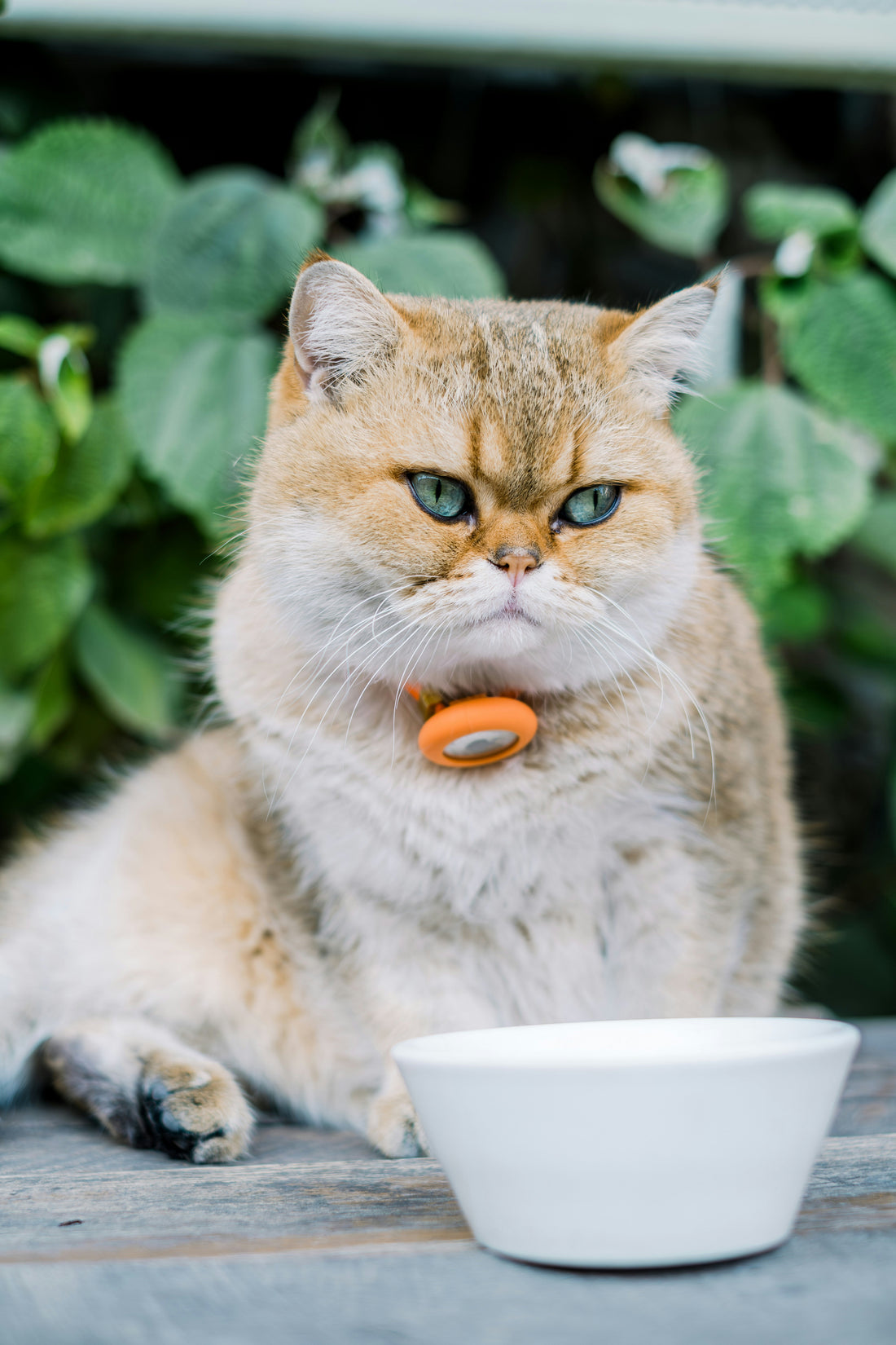 Kedi mama kabının önünde oturmuş, mama yemeye hazırlanıyor